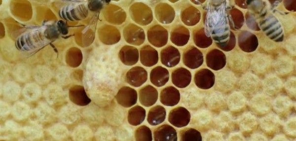 فوائد غذاء ملكات النحل الصحية