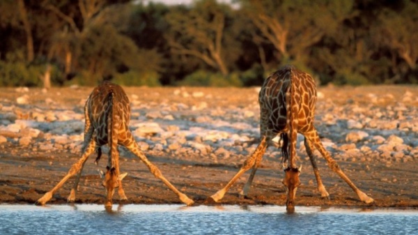 معلومات عن الزرافة اطول الحيوانات البرية بالصور والفيديو