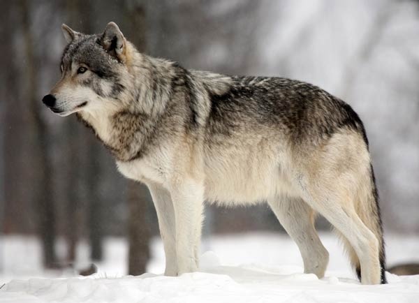 الذئب الرمادي يشبه الكلاب البرية