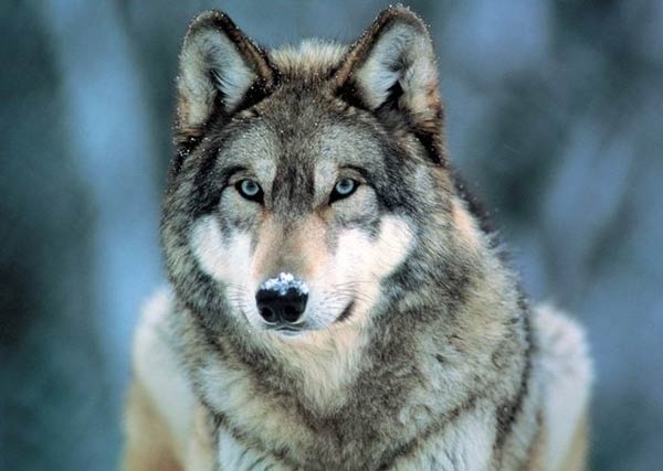 معلومات عن الذئب الرمادي بالصور والفيديو