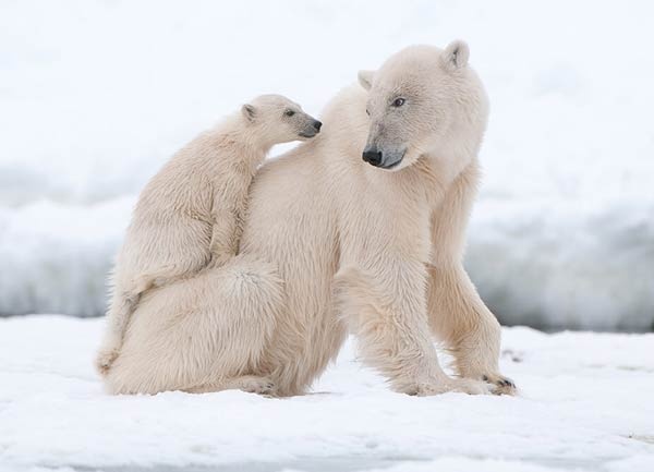 معلومات عن الدب القطبي بالصور والفيديو