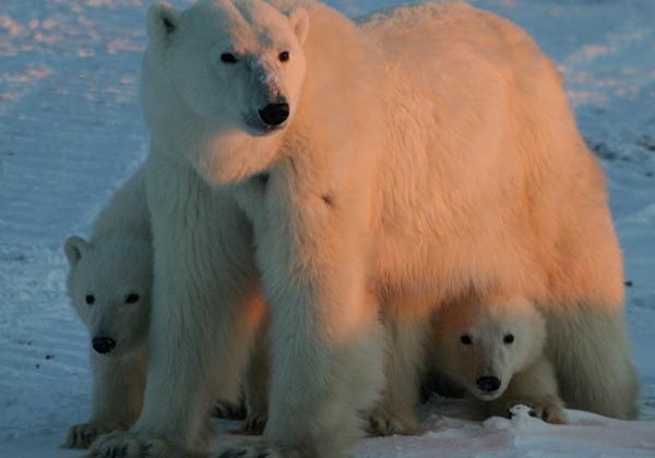 معلومات عن الدب القطبي بالصور والفيديو