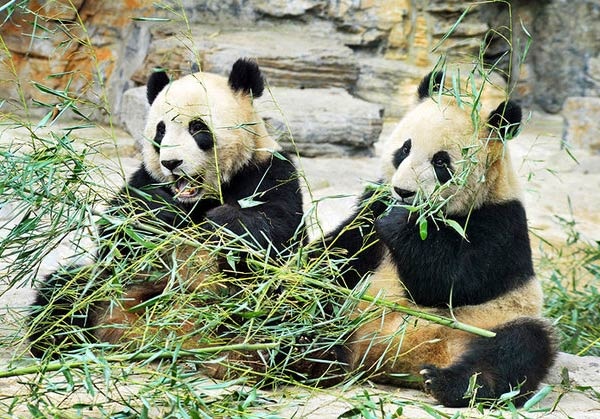 حديقة حيوان بكين من اشهر الاماكن السياحية في بكين