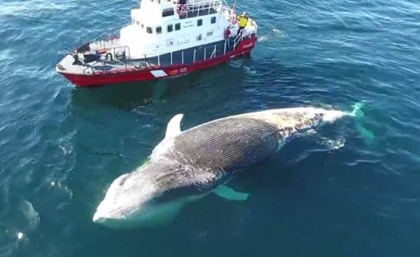 معلومات عن الحوت الازرق بالصور والفيديو