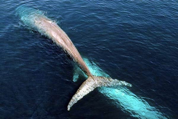 معلومات عن الحوت الازرق بالصور والفيديو
