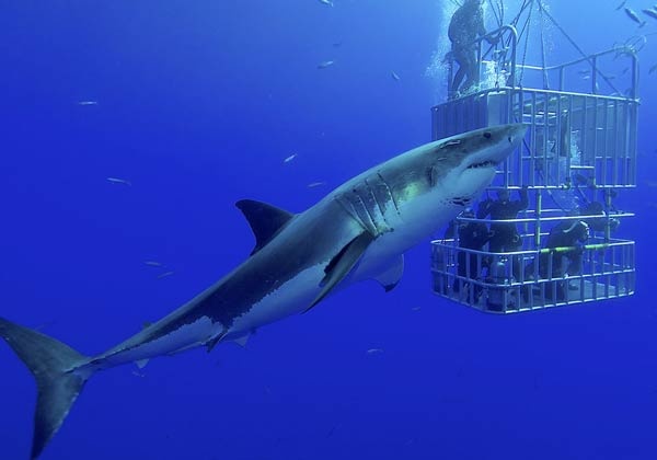 معلومات عن سمك القرش الابيض العظيم بالصور والفيديو