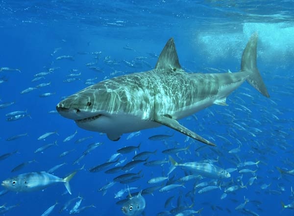 معلومات عن سمك القرش الابيض العظيم بالصور والفيديو